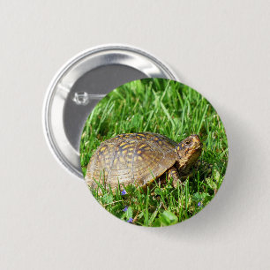 Box Turtle Knapp