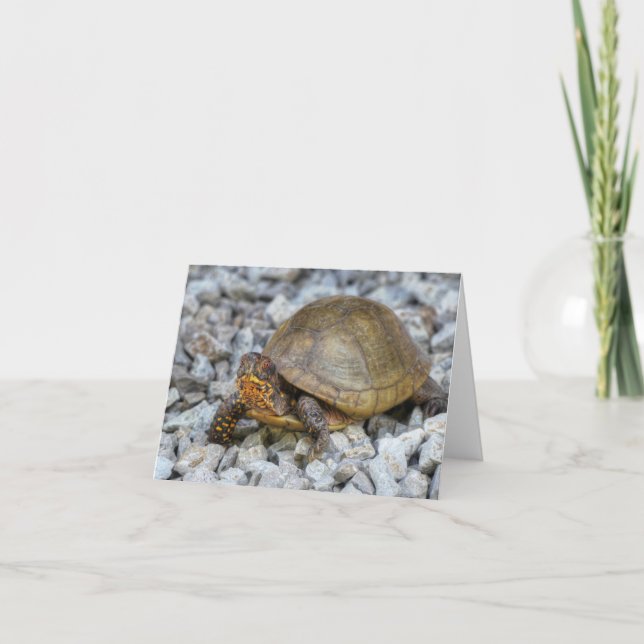 Box Turtle Kort (Framsida)