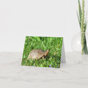 Box Turtle Kort
