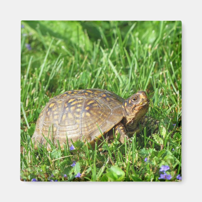 Box Turtle Magnet (Framsidan)
