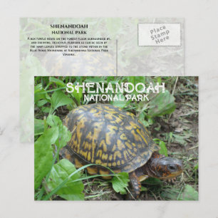 Box Turtle Munching Plantain, Shenandoah NP Vykort