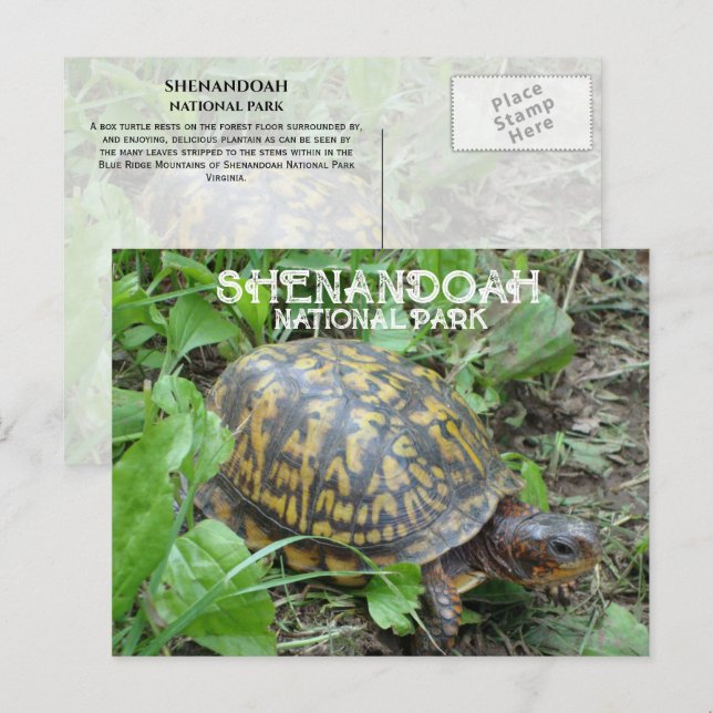 Box Turtle Munching Plantain, Shenandoah NP Vykort (Fram/baksida)