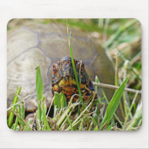 Box Turtle Musmatta