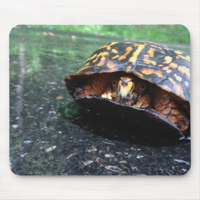 Box Turtle Musmatta (Framsidan)