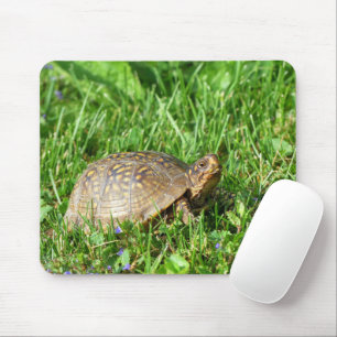 Box Turtle Musmatta