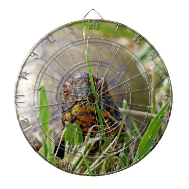 Box Turtle Piltavla (Framsidan)