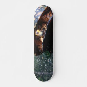 Box Turtle Skateboard Bräda 20 Cm
