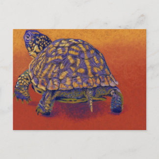 Box Turtle, sköldpadda Vykort