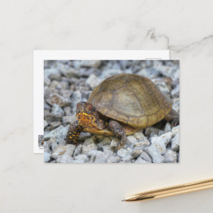 Box Turtle Vykort