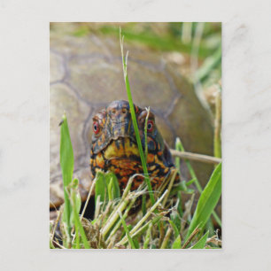 Box Turtle Vykort