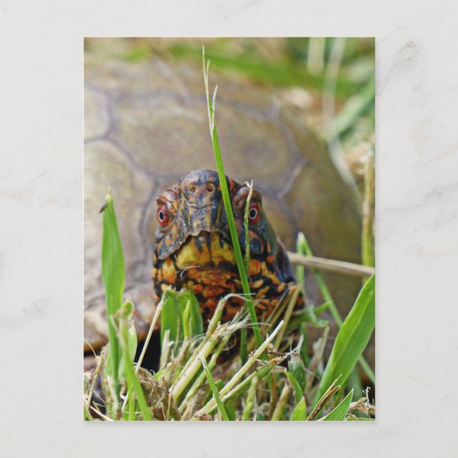 Box Turtle Vykort (Framsida)