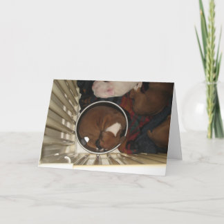 Boxar Sleeping in Food Bowl Birthday Card Kort