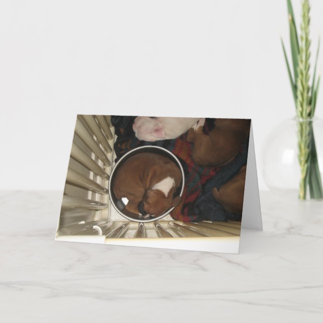 Boxar Sleeping in Food Bowl Birthday Card Kort (Framsida)