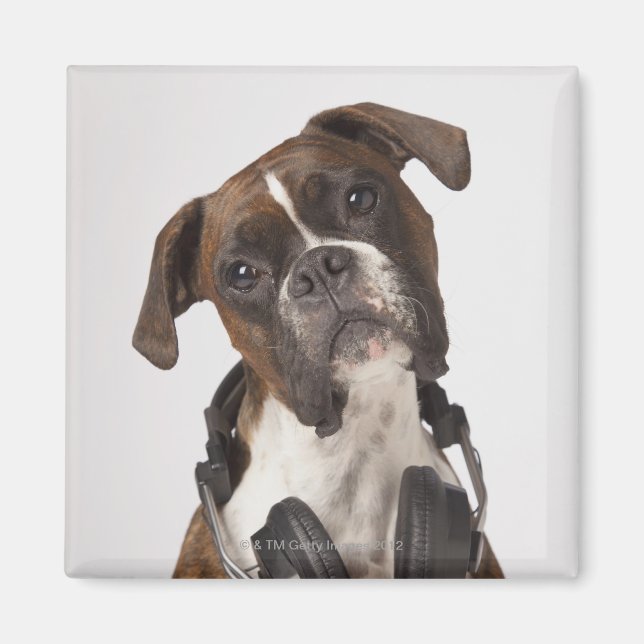 boxare-hund med hörlurar magnet (Framsidan)