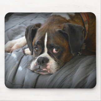 boxare hund musmatta