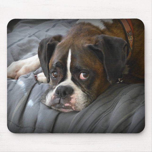 boxare hund musmatta (Framsidan)