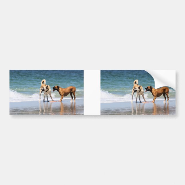 Boxare och palen - att var en delfin? bildekal (Framsidan)