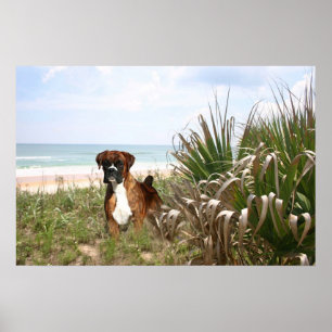 Boxareaffischnederlag i beachgrassen poster