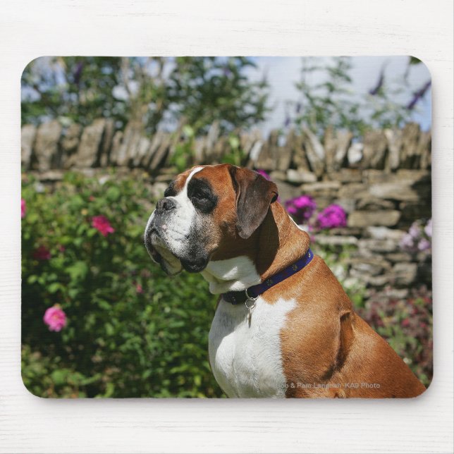 Boxarehund i blommorna musmatta (Framsidan)