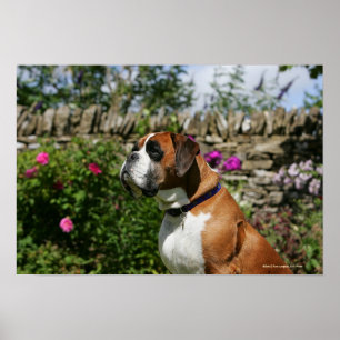 Boxarehund i blommorna poster