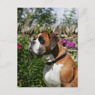 Boxarehund i blommorna vykort