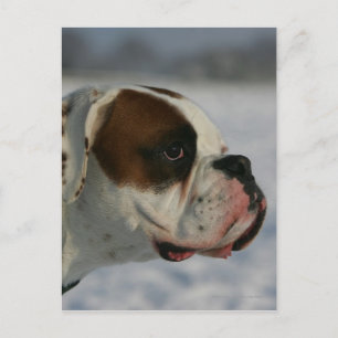 Boxarehund i snön vykort