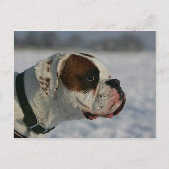 Boxarehund i snön vykort (Framsida)