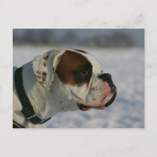 Boxarehund i snön vykort
