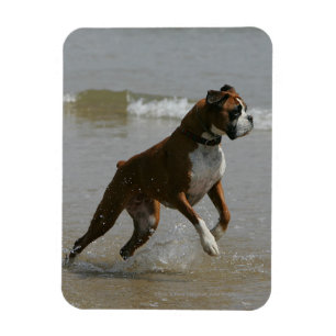 Boxarehund i vatten magnet
