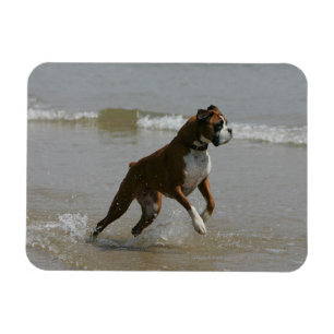 Boxarehund i vatten magnet