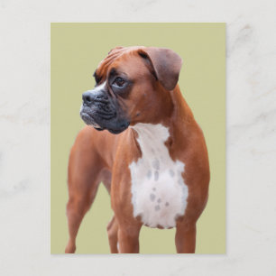 Boxarehund Vykort