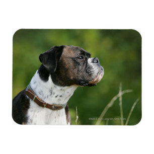 Boxarehunden profilerar magnet