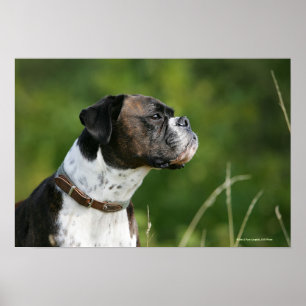 Boxarehunden profilerar poster