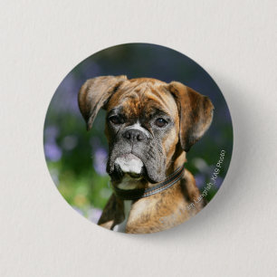 BoxarehundHeadshot Knapp
