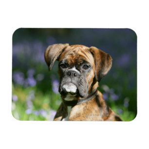 BoxarehundHeadshot Magnet