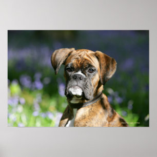 BoxarehundHeadshot Poster