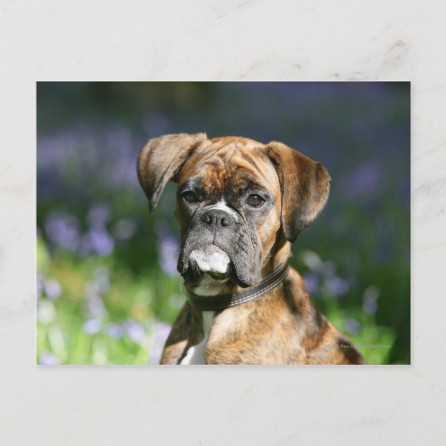 BoxarehundHeadshot Vykort (Framsida)