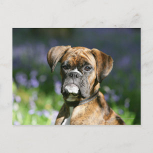 BoxarehundHeadshot Vykort