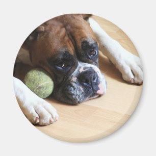 Boxarehundmagnet Magnet