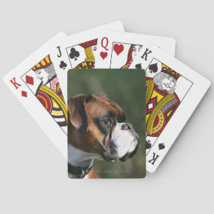 Boxarehundsidan profilerar kortlek