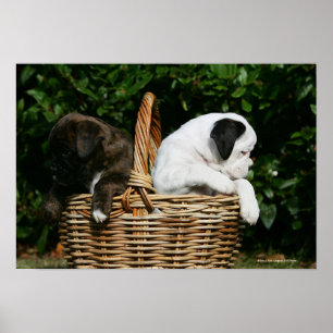 Boxarevalpar i basket poster