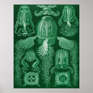 Boxas maneten poster