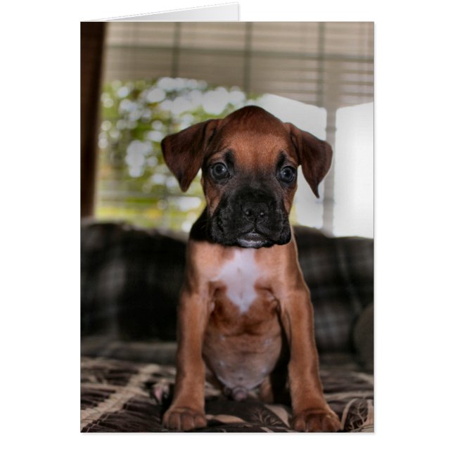 Boxer baby hälsningskort (Framsidan)