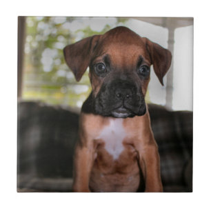 Boxer baby kakelplatta