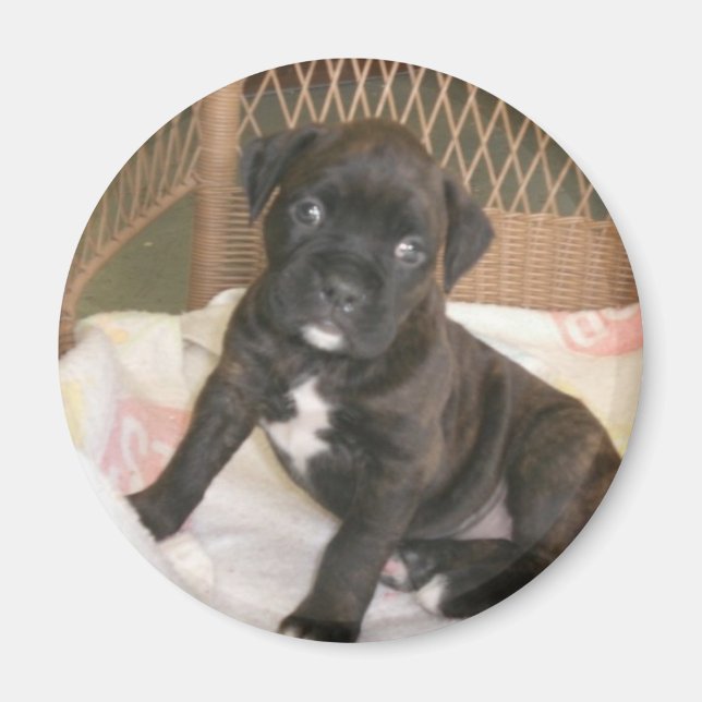 Boxer Baby! Magnet (Framsidan)
