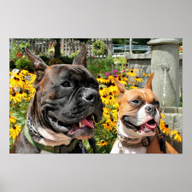 Boxer Baxter Bella Poster (Framsidan)