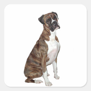 Boxer - brindle (naturliga öron) fyrkantigt klistermärke