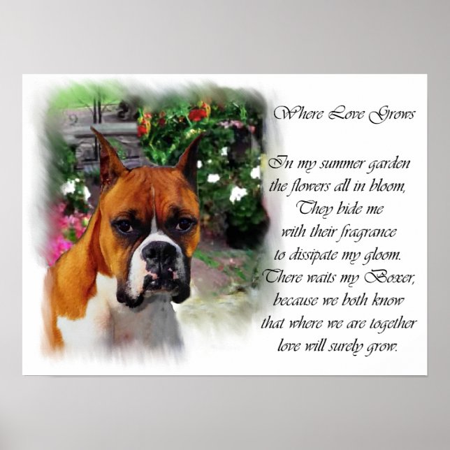 Boxer Dog Art Print Poster (Framsidan)