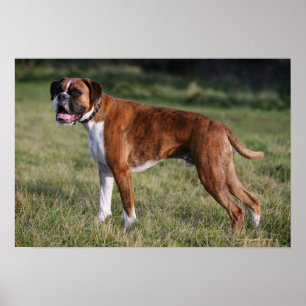 Boxer Dog Standing Poster