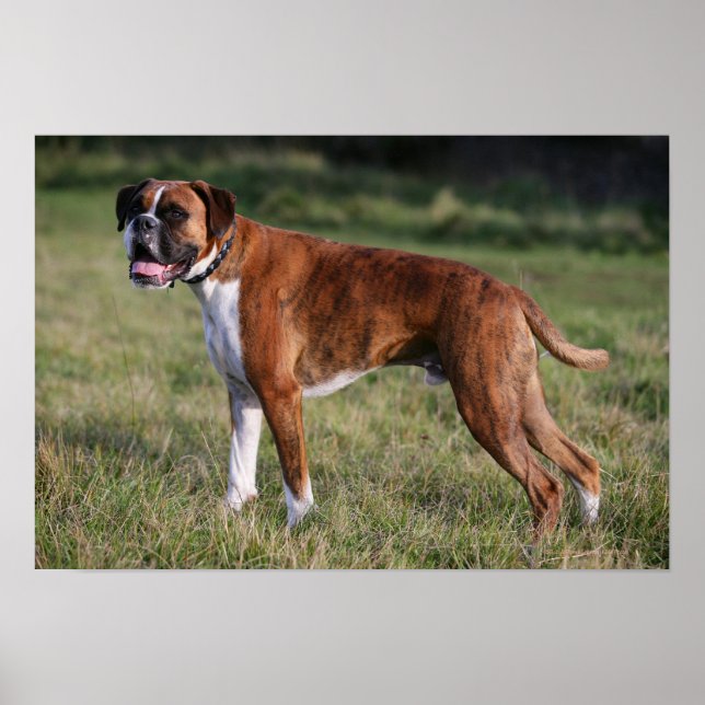 Boxer Dog Standing Poster (Framsidan)